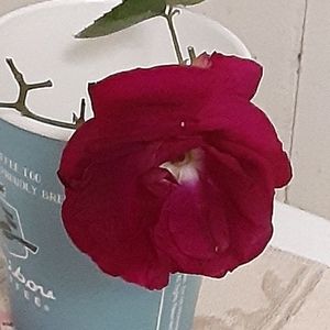 Meet your Posher, Karen